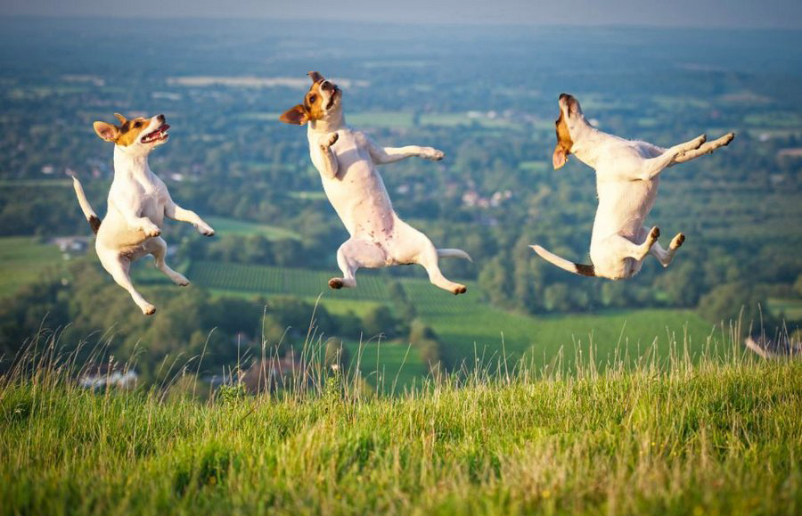 cão em um salto